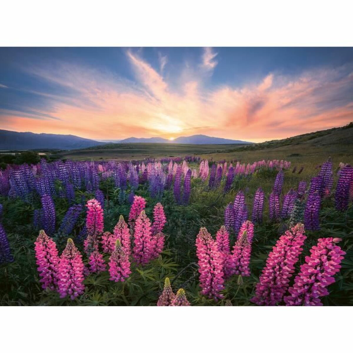 Puzzle Ravensburger Lupinen-4