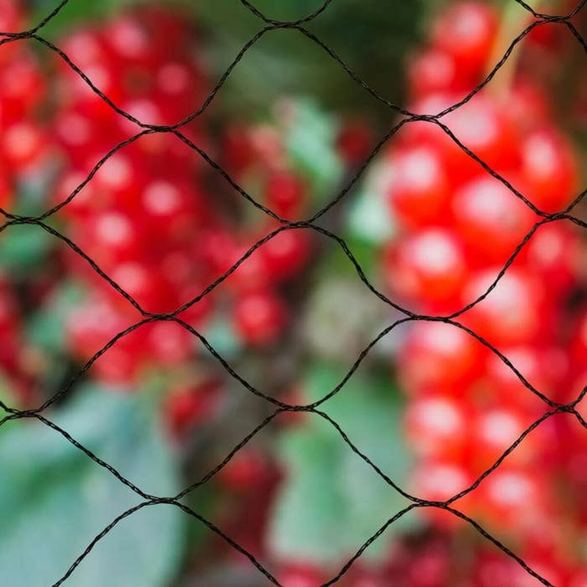 Anti-bird netting Nature Primo Black Polyethylene 10 x 10 m-2