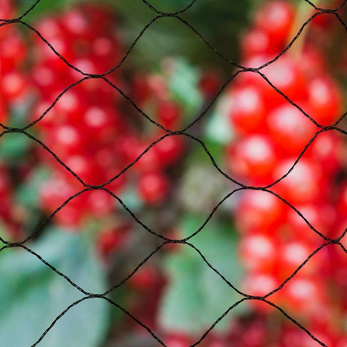 Anti-bird netting Nature Primo Black Polyethylene 10 x 10 m-1