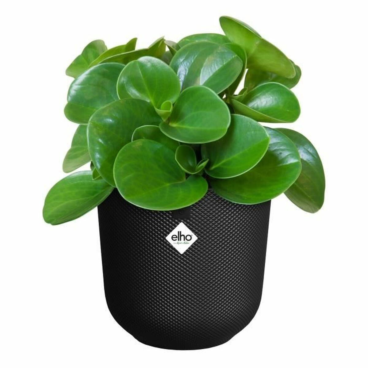 Plant pot Elho-1