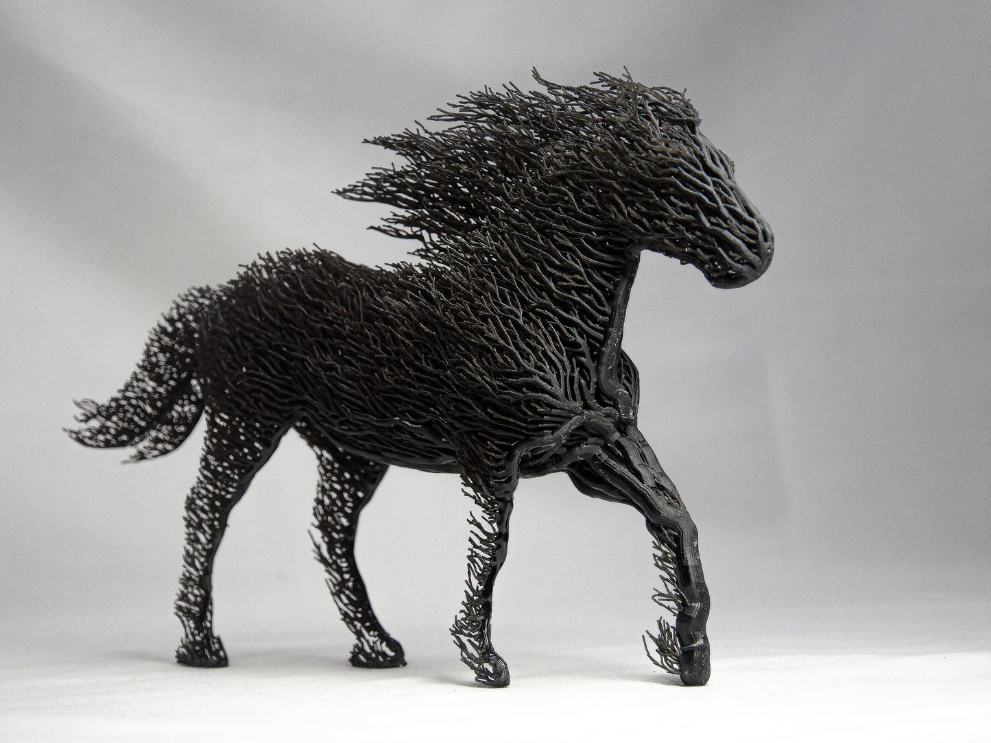 Black Grown Horse