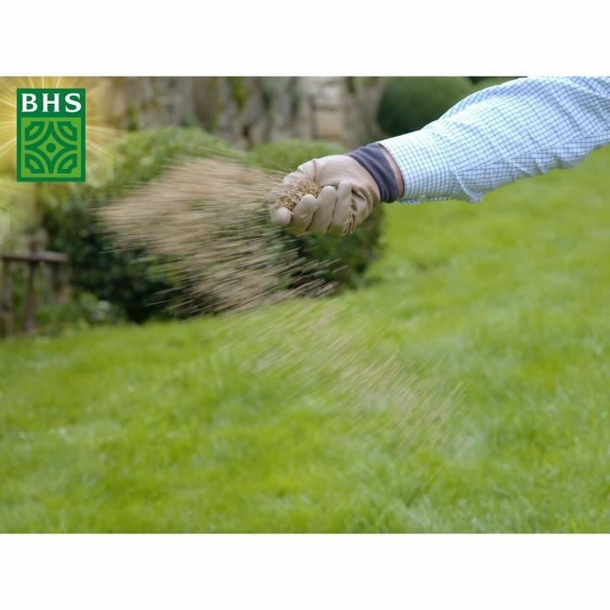 Seeds BHS 3 Kg-3