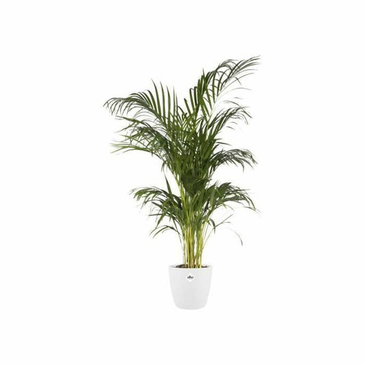 Plant pot Elho 5642723015000 White polypropylene Plastic Circular-1