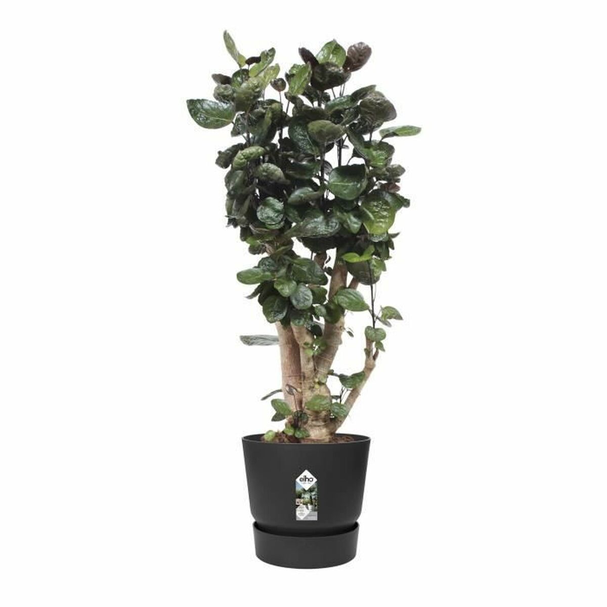 Plant pot Elho Black Plastic Circular Modern Ø 47 cm-2