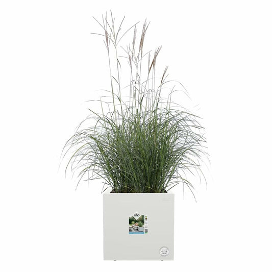 Plant pot Elho 29,5 x 29,5 x 49,5 cm White Plastic Squared Modern-1