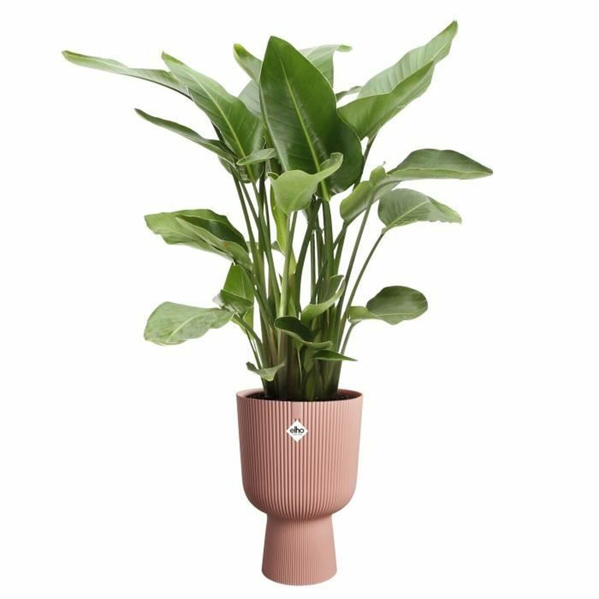 Plant pot Elho-2