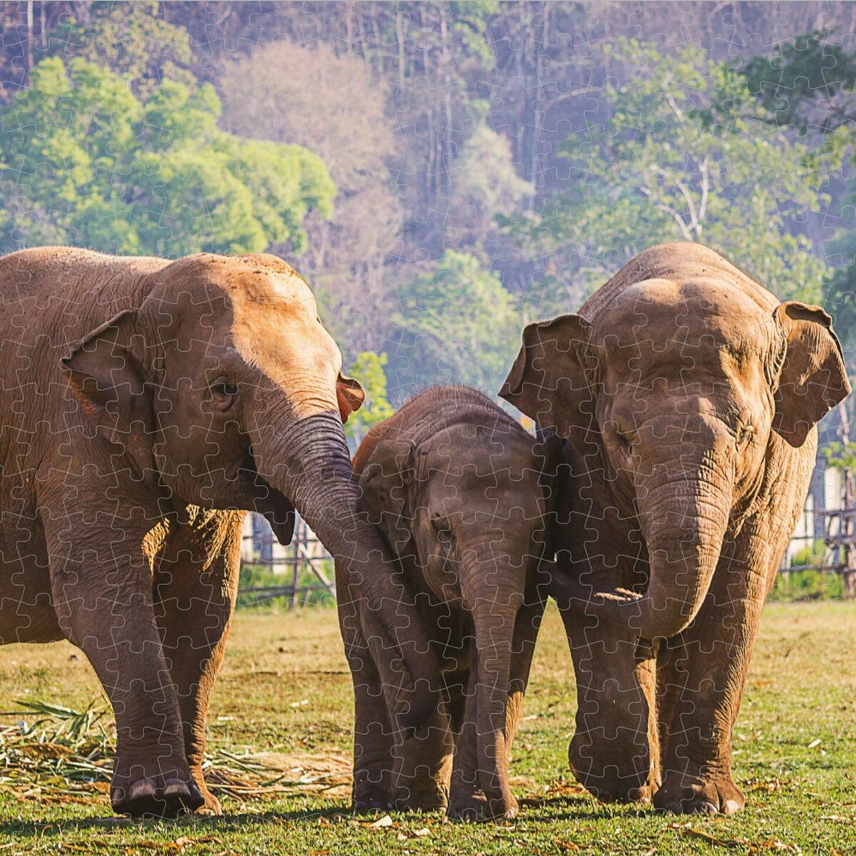 Puzzle Colorbaby Elephant 500 Pieces 6 Units 61 x 46 x 0,1 cm-3